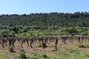 Vines, Moux, Aude